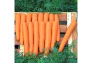 Маэстро F1 - морковь, 100 000 семян, калиброванных, Nickerson Zwaan  фото, цена